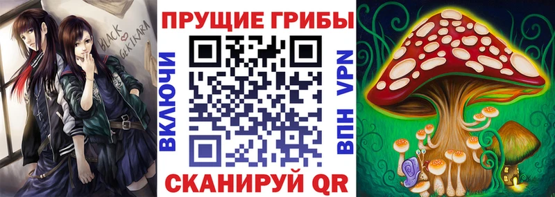 купить наркоту  Салаир  Галлюциногенные грибы Psilocybine cubensis 